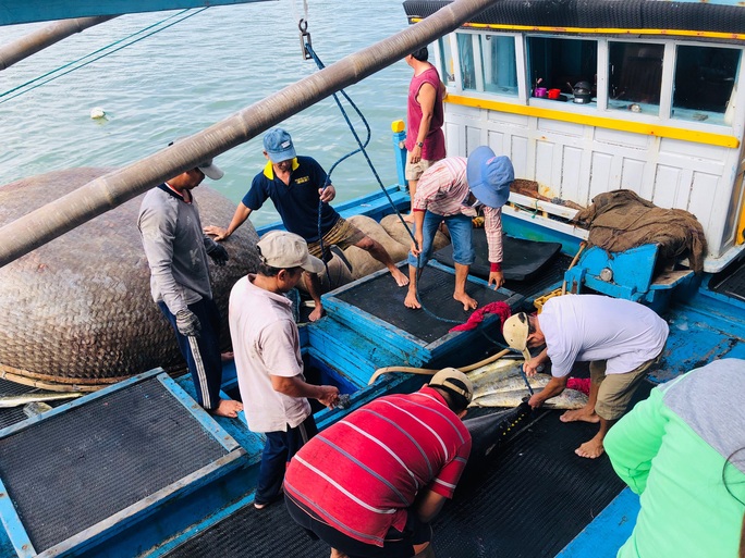 Ngư dân Phú Yên mỏi tay khiêng cá ngừ đại dương - Ảnh 1.