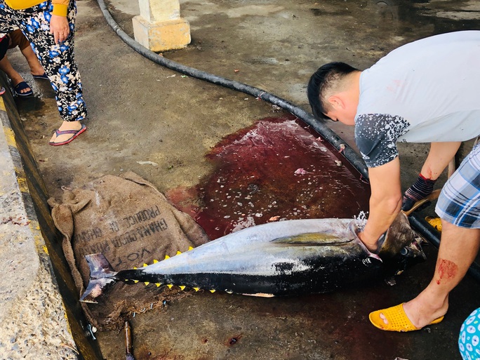 Ngư dân Phú Yên mỏi tay khiêng cá ngừ đại dương - Ảnh 4.