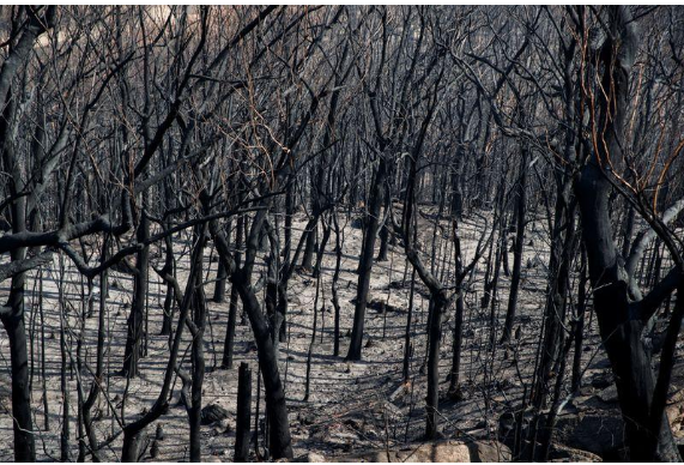 Rừng ở Úc nguy cơ cháy trở lại do nắng nóng và gió lớn - Ảnh 1.
