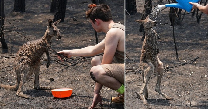 Cháy rừng Úc: Hàng ngàn con kangaroo, koala nằm chết la liệt bên đường - Ảnh 5. Cháy rừng Úc: Hàng ngàn con kangaroo, koala nằm chết la liệt bên đường - Ảnh 5.