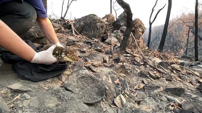 Cháy rừng ở Úc: Ấm áp tình người - thú - Ảnh 7.