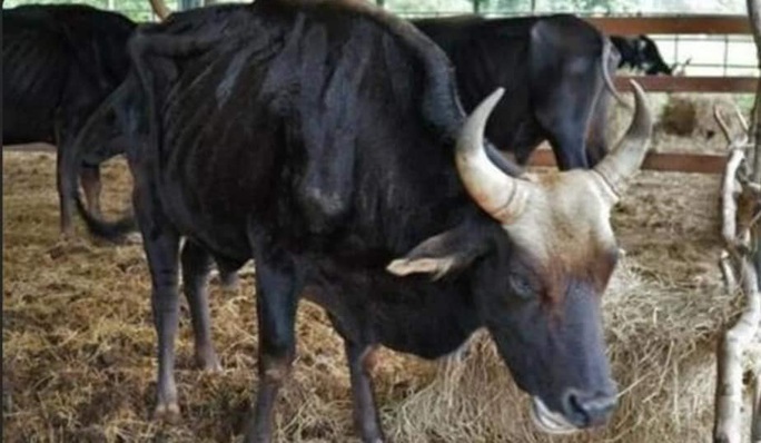 Sở KH-CN Lâm Đồng nói gì vụ bò tót nuôi để nghiên cứu gầy trơ xương vì đói? - Ảnh 3.