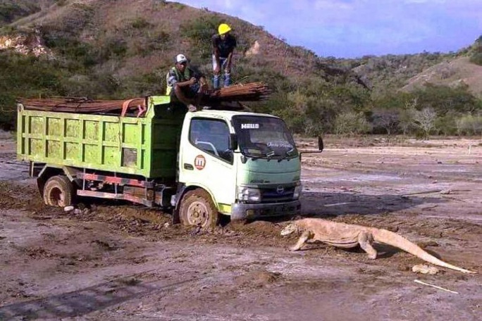 Indonesia dậy sóng vì rồng Komodo chặn đầu xe tải - Ảnh 1. Indonesia dậy sóng vì rồng Komodo chặn đầu xe tải - Ảnh 1.