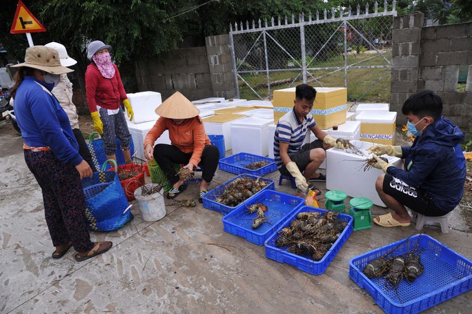 Crushed at the scene of the mass death of lobsters in Phu Yen - Photo 7.