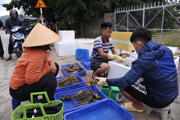 Crushed at the scene of the mass death of lobsters in Phu Yen - Photo 8.