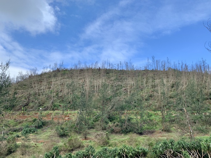 Hàng chục ngàn cây xanh trên đảo Lý Sơn bị bão vặt trụi lá  - Ảnh 10.