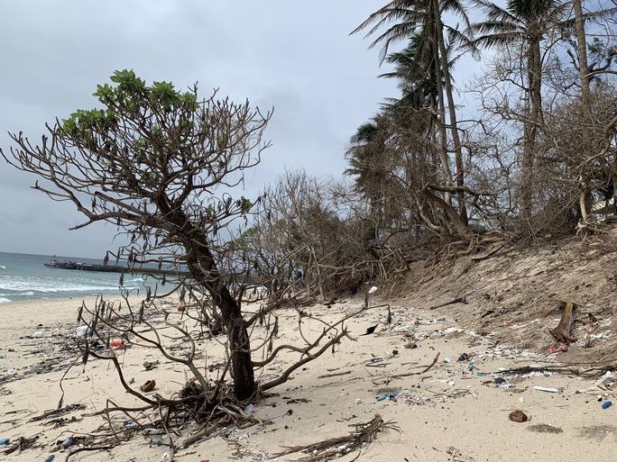 Hàng chục ngàn cây xanh trên đảo Lý Sơn bị bão vặt trụi lá  - Ảnh 7.