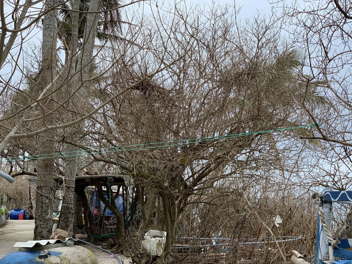 Hàng chục ngàn cây xanh trên đảo Lý Sơn bị bão vặt trụi lá  - Ảnh 6.