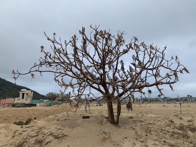 Hàng chục ngàn cây xanh trên đảo Lý Sơn bị bão vặt trụi lá  - Ảnh 4.