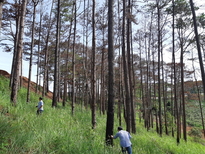 Cán bộ địa phương dung túng việc đầu độc rừng thông tuyệt đẹp ven đường Hồ Chí Minh - Ảnh 1.