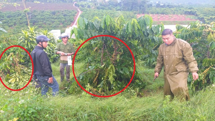 Xót xa lần thứ 10 bị kẻ xấu đốn hạ vườn cà phê không thương tiếc - Ảnh 1. Xót xa lần thứ 10 bị kẻ xấu đốn hạ vườn cà phê không thương tiếc - Ảnh 1.