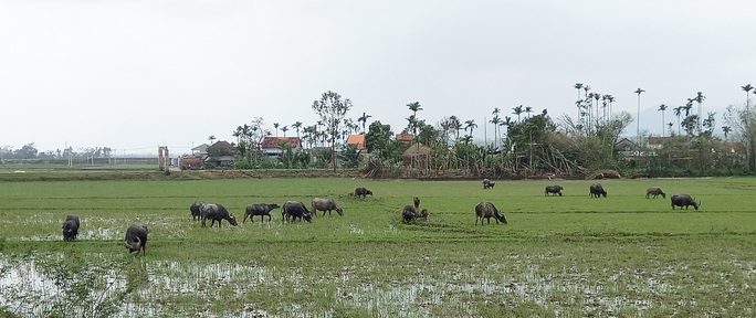 Trâu lai Murrah trên đồng Quảng Ngãi - Ảnh 1.