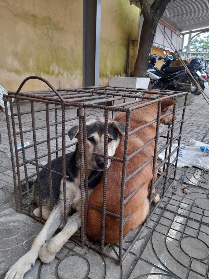 Truy bắt kẻ trộm chó, bắt được... kẻ trộm mèo - Ảnh 1.