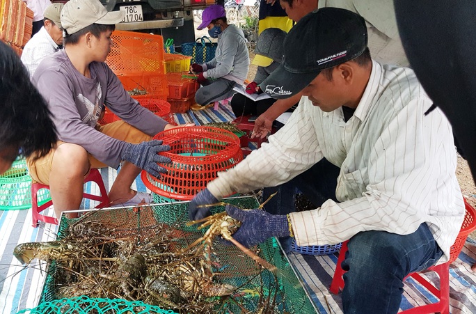 Đau lắm con tôm hùm được giải cứu! - Ảnh 1.