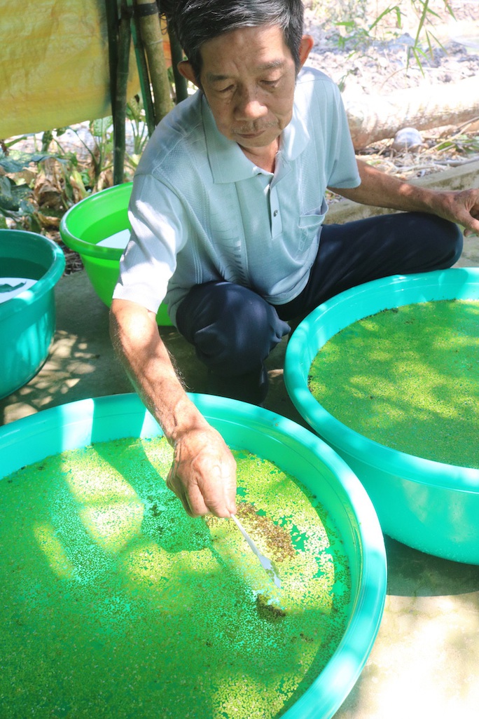 Lão nông 71 tuổi thu nhập 24 triệu đồng/tháng nhờ nuôi ốc bươu đen - Ảnh 5.