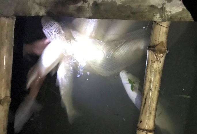 Cá chết hàng loạt bất thường trên sông Chu - Ảnh 2.