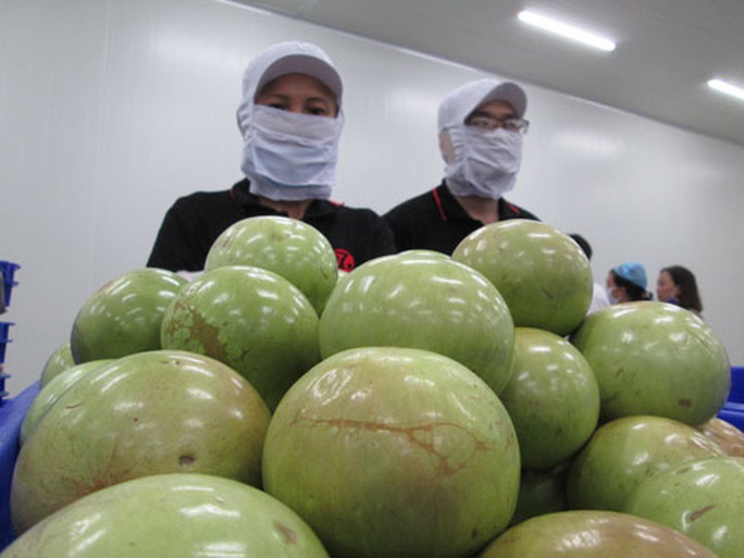 Xuất khẩu nông sản tìm cách hồi phục - Ảnh 1. Xuất khẩu nông sản tìm cách hồi phục - Ảnh 1.