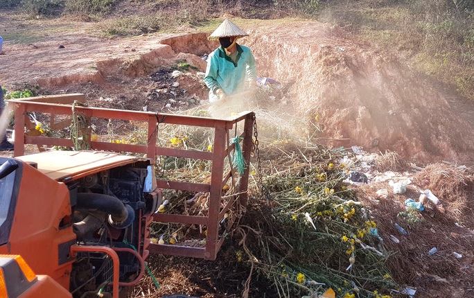 Nông dân Đà Lạt xót xa nhổ bỏ cả cánh đồng hoa cúc vì bán chẳng ai mua - Ảnh 1. Nông dân Đà Lạt xót xa nhổ bỏ cả cánh đồng hoa cúc vì bán chẳng ai mua - Ảnh 1.