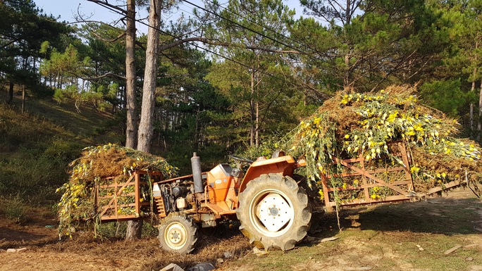 Nông dân Đà Lạt xót xa nhổ bỏ cả cánh đồng hoa cúc vì bán chẳng ai mua - Ảnh 3. Nông dân Đà Lạt xót xa nhổ bỏ cả cánh đồng hoa cúc vì bán chẳng ai mua - Ảnh 3.