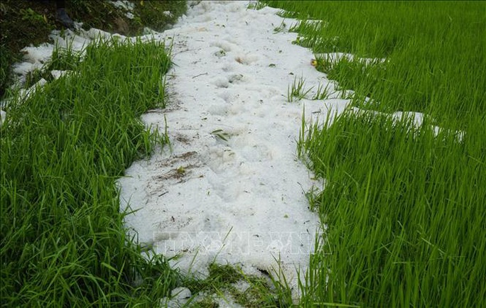 Mưa đá rơi trắng như tuyết tại Điện Biên - Ảnh 11.