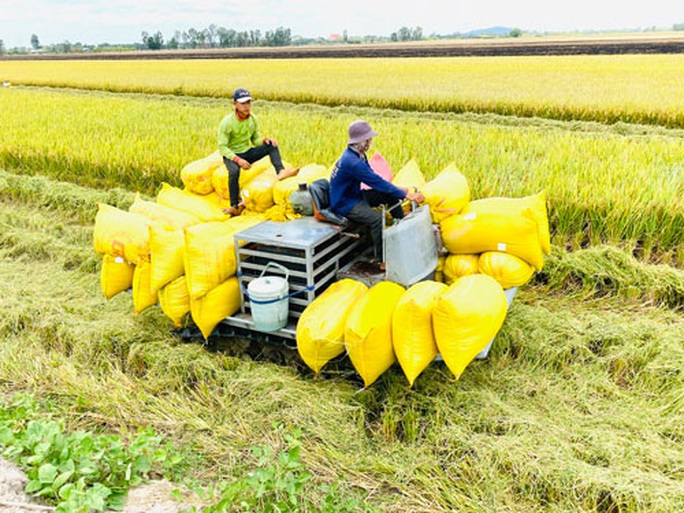 Xuất khẩu gạo: Những ngày hồi hộp... - Ảnh 1. Xuất khẩu gạo: Những ngày hồi hộp... - Ảnh 1.