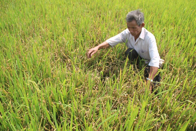 Chưa đến mùa khô, miền Trung đã héo hắt - Ảnh 1. Chưa đến mùa khô, miền Trung đã héo hắt - Ảnh 1.