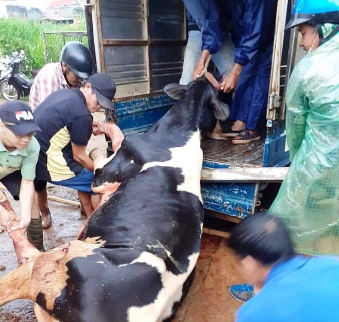 Lâm Đồng: Sét đánh chết gục 10 con bò sữa ngay tại máng ăn - Ảnh 1.
