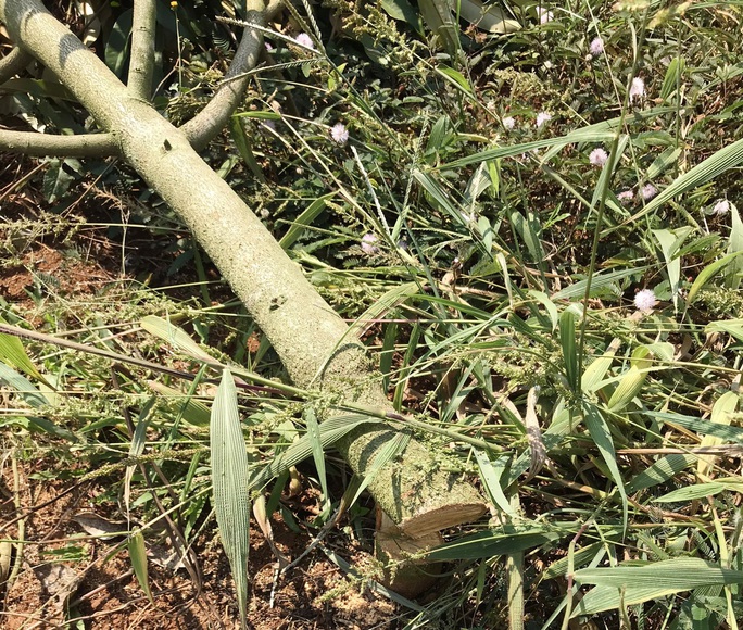 Hàng trăm cây sầu riêng bị kẻ xấu chặt hạ không thương tiếc - Ảnh 2. Hàng trăm cây sầu riêng bị kẻ xấu chặt hạ không thương tiếc - Ảnh 2.