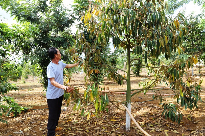 Lâm Đồng: Lại phát hiện vườn sầu riêng bị kẻ xấu đầu độc - Ảnh 5. Lâm Đồng: Lại phát hiện vườn sầu riêng bị kẻ xấu đầu độc - Ảnh 5.