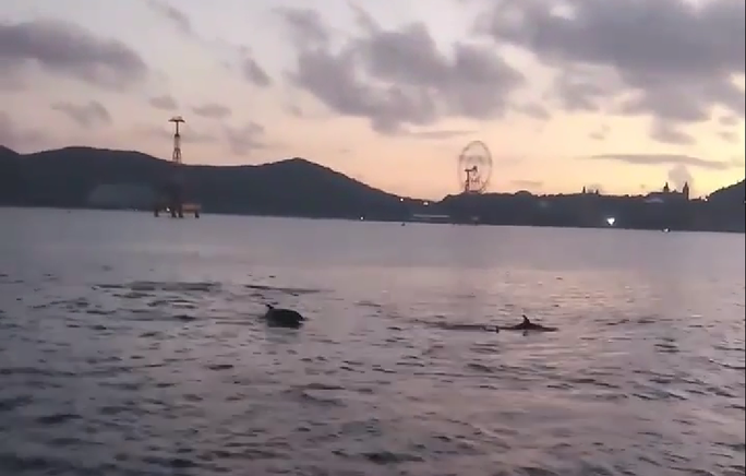 CLIP: Biển Nha Trang vắng người, cá heo vào nhảy múa - Ảnh 1. CLIP: Biển Nha Trang vắng người, cá heo vào nhảy múa - Ảnh 1.