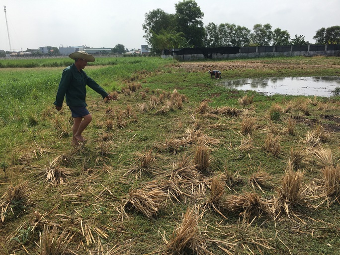 Sau cơn mưa lớn, một người dân đi bắt cua bị sét đánh chết - Ảnh 1.