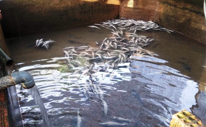 Hơn 5 tấn cá tầm thịt và 4 ngàn cá giống chết nghi bị đổ thuốc sâu đầu độc - Ảnh 9.