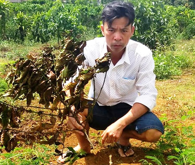 Vườn cà phê đang cho quả bị kẻ xấu chặt phá, chủ nhân khóc nghẹn - Ảnh 4. Vườn cà phê đang cho quả bị kẻ xấu chặt phá, chủ nhân khóc nghẹn - Ảnh 4.