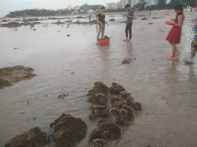 Lên án hành vi hủy hoại san hô vịnh Nha Trang - Ảnh 1. Lên án hành vi hủy hoại san hô vịnh Nha Trang - Ảnh 1.