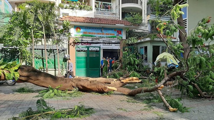 TP HCM: Cây phượng vĩ to bật gốc trong sân trường đè nhiều học sinh, 1 em tử vong - Ảnh 12.