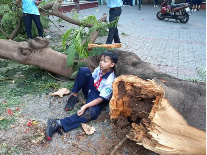 Cây bật gốc khiến 1 học sinh tử vong: Hiệu trưởng chịu trách nhiệm chính - Ảnh 8.