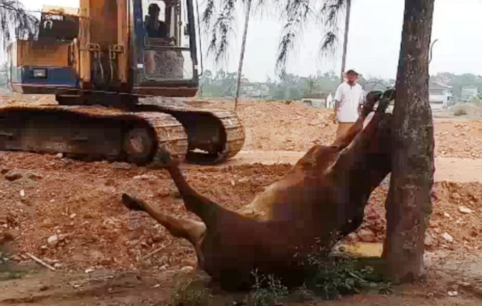 Hai người lạ xuất hiện, 4 con bò bỗng lăn ra chết bất thường - Ảnh 1.