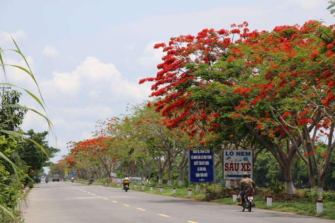 Đẹp ngỡ ngàng con đường hoa phượng đỏ rực ở miền Tây - Ảnh 1.