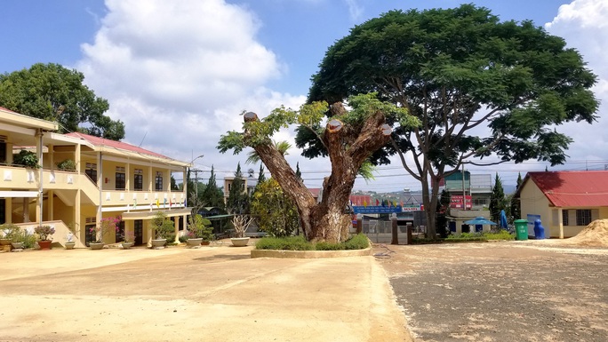 Cho cắt hạ 2 cây me tây cổ thụ: Hiệu trưởng Trường THCS Lê Lợi nói gì? - Ảnh 4. Cho cắt hạ 2 cây me tây cổ thụ: Hiệu trưởng Trường THCS Lê Lợi nói gì? - Ảnh 4.