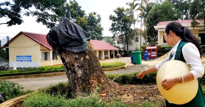 Cho cắt hạ 2 cây me tây cổ thụ: Hiệu trưởng Trường THCS Lê Lợi nói gì? - Ảnh 2. Cho cắt hạ 2 cây me tây cổ thụ: Hiệu trưởng Trường THCS Lê Lợi nói gì? - Ảnh 2.