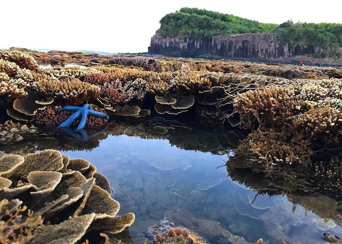 Ngắm tuyệt tác san hô cực đẹp ở Gành Yến – Quảng Ngãi - Ảnh 12.