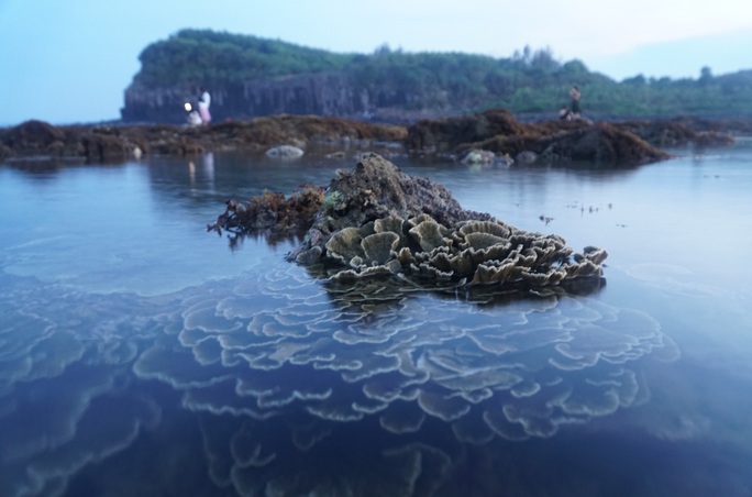 Ngắm tuyệt tác san hô cực đẹp ở Gành Yến – Quảng Ngãi - Ảnh 11.