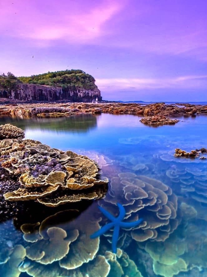 Ngắm tuyệt tác san hô cực đẹp ở Gành Yến – Quảng Ngãi - Ảnh 6.