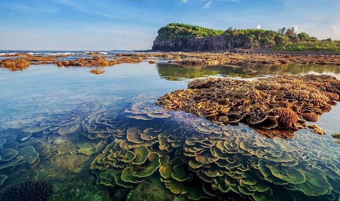 Ngắm tuyệt tác san hô cực đẹp ở Gành Yến – Quảng Ngãi - Ảnh 5.