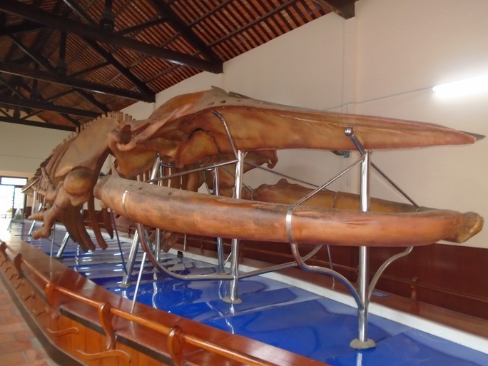 Làng chài lưu giữ bộ xương cá Voi lớn nhất Đông Nam Á  - Ảnh 1.