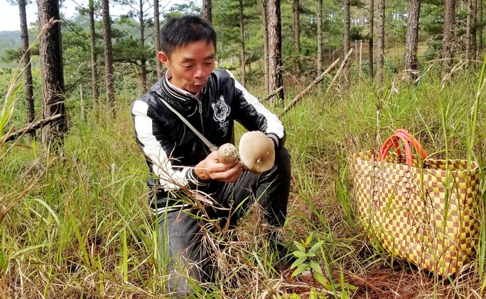 Kỳ thú săn nấm rừng thông Đà Lạt - Ảnh 3. Kỳ thú săn nấm rừng thông Đà Lạt - Ảnh 3.