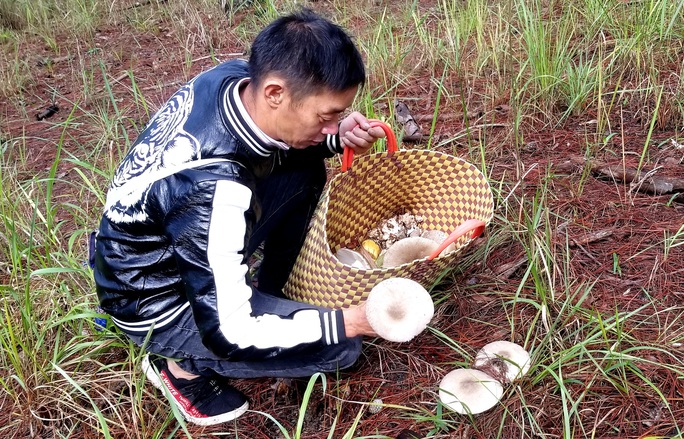 Kỳ thú săn nấm rừng thông Đà Lạt - Ảnh 4. Kỳ thú săn nấm rừng thông Đà Lạt - Ảnh 4.