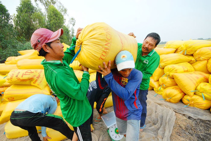 Nhọc nhằn hạt gạo thời hạn mặn - Ảnh 1.