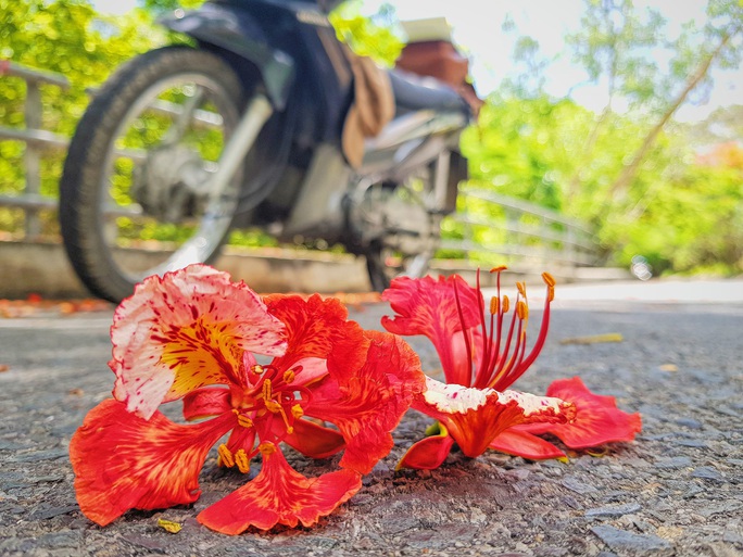 Giới trẻ Sài Gòn truyền tai nhau trải nghiệm con đường mùa hè đẹp nhất thành phố biển Vũng Tàu - Ảnh 5.