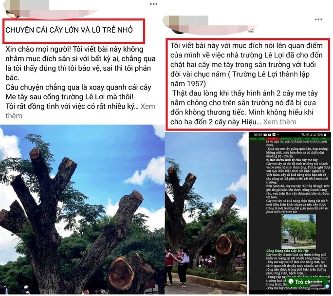 Cho cắt hạ 2 cây me tây cổ thụ: Hiệu trưởng Trường THCS Lê Lợi nói gì? - Ảnh 7. Cho cắt hạ 2 cây me tây cổ thụ: Hiệu trưởng Trường THCS Lê Lợi nói gì? - Ảnh 7.